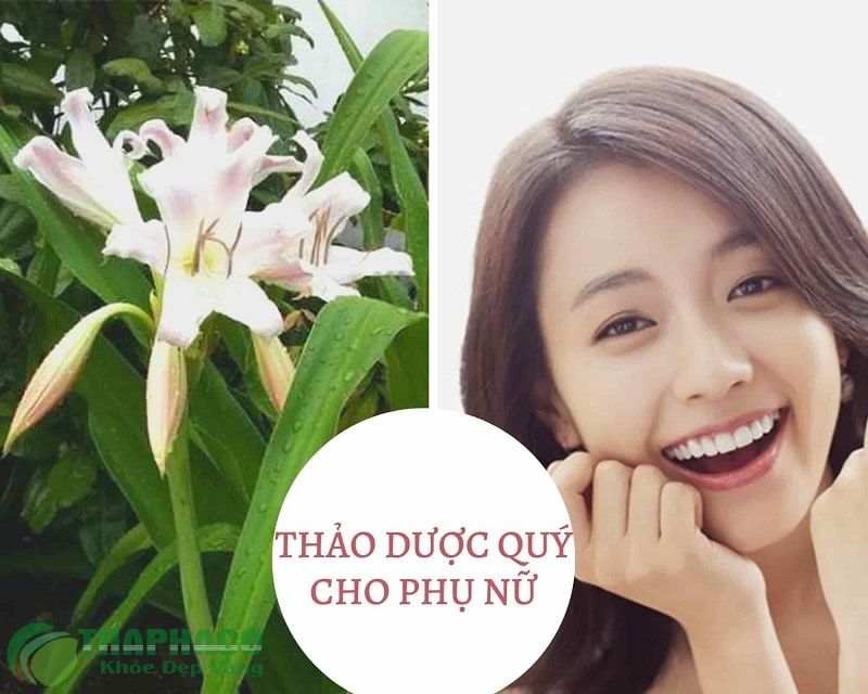 Trinh nữ hoàng cung trị u xơ tử cung