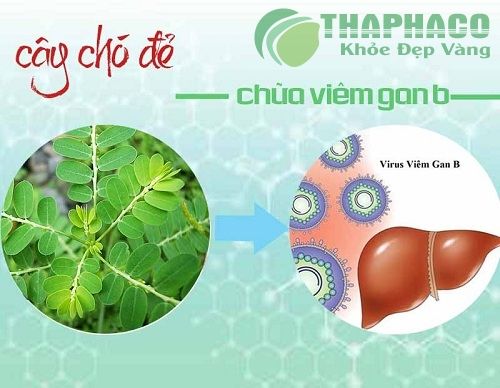 Cây chó để trị viêm gan