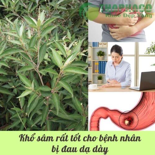 Công dụng trị bệnh dạ dày của khổ sâm