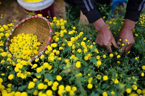 Thu hái hoa cúc