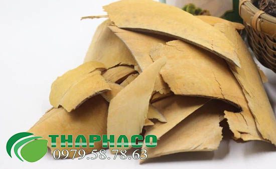 Rễ Nhàu Sấy Khô - THAPHACO HCM