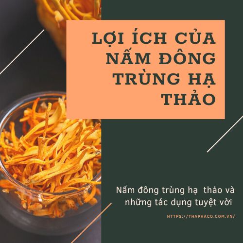 Lợi ích của đông trùng hạ thảo