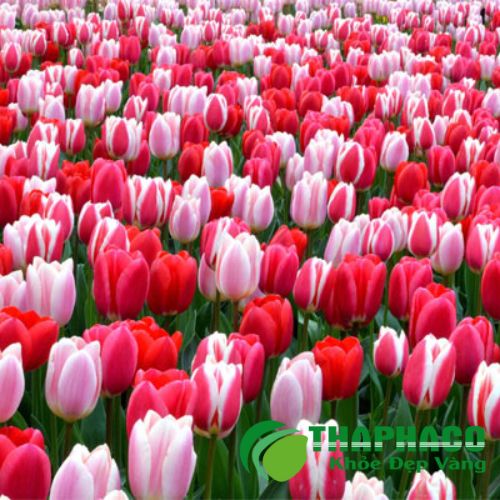 Hoa tulip được chuẩn bị để làm tinh dầu