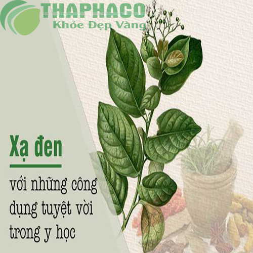 Tác dụng của cây xạ đen sấy khô