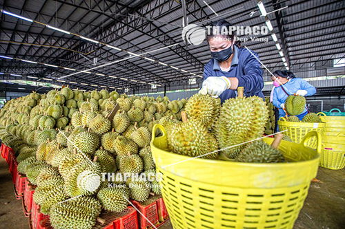 Kho sầu riêng của THAPHACO