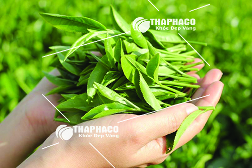 Trà xanh trị bệnh cao huyết áp