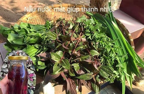 Nấu nước thanh nhiệt từ cây thuốc dòi